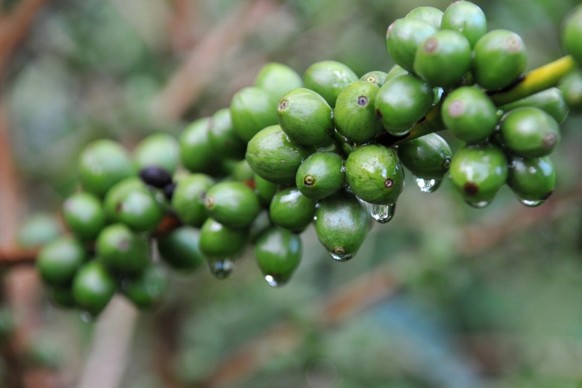 Caffè verde: posologia e proprietà