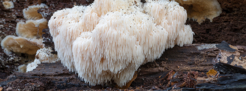 Hericium erinaceus: il fungo che nutre mente e intestino