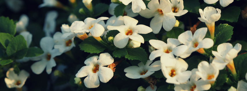 Bacopa monnieri: la pianta della memoria e dell’equilibrio mentale