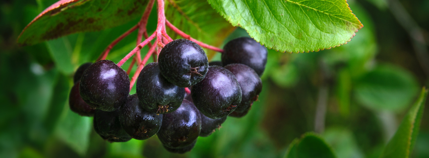 Aronia melanocarpa: il Potente Superfrutto dalle Straordinarie Proprietà
