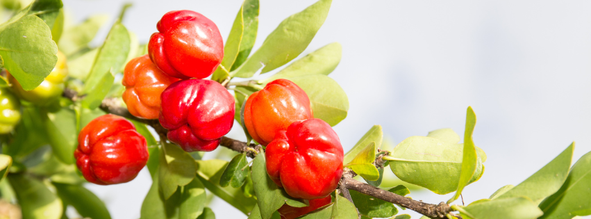 Acerola: la ciliegia tropicale che potenzia le difese naturali